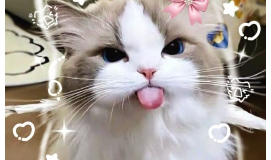 Mobison631641's tweet photo. If you're not buying #cat at this point then i don't know what else you're buying. Anything less than 1m mc in hours to come is a fud. Believe nd hold your bags tight. https://t.co/s1ThBDOrdw