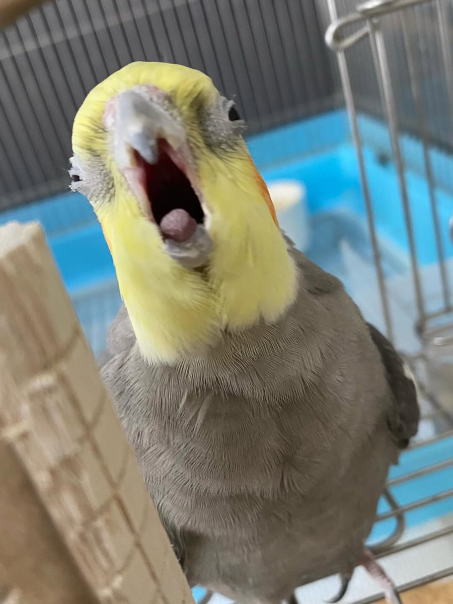 Cockatiel Lovers (@cockatielgroup) on Twitter photo 