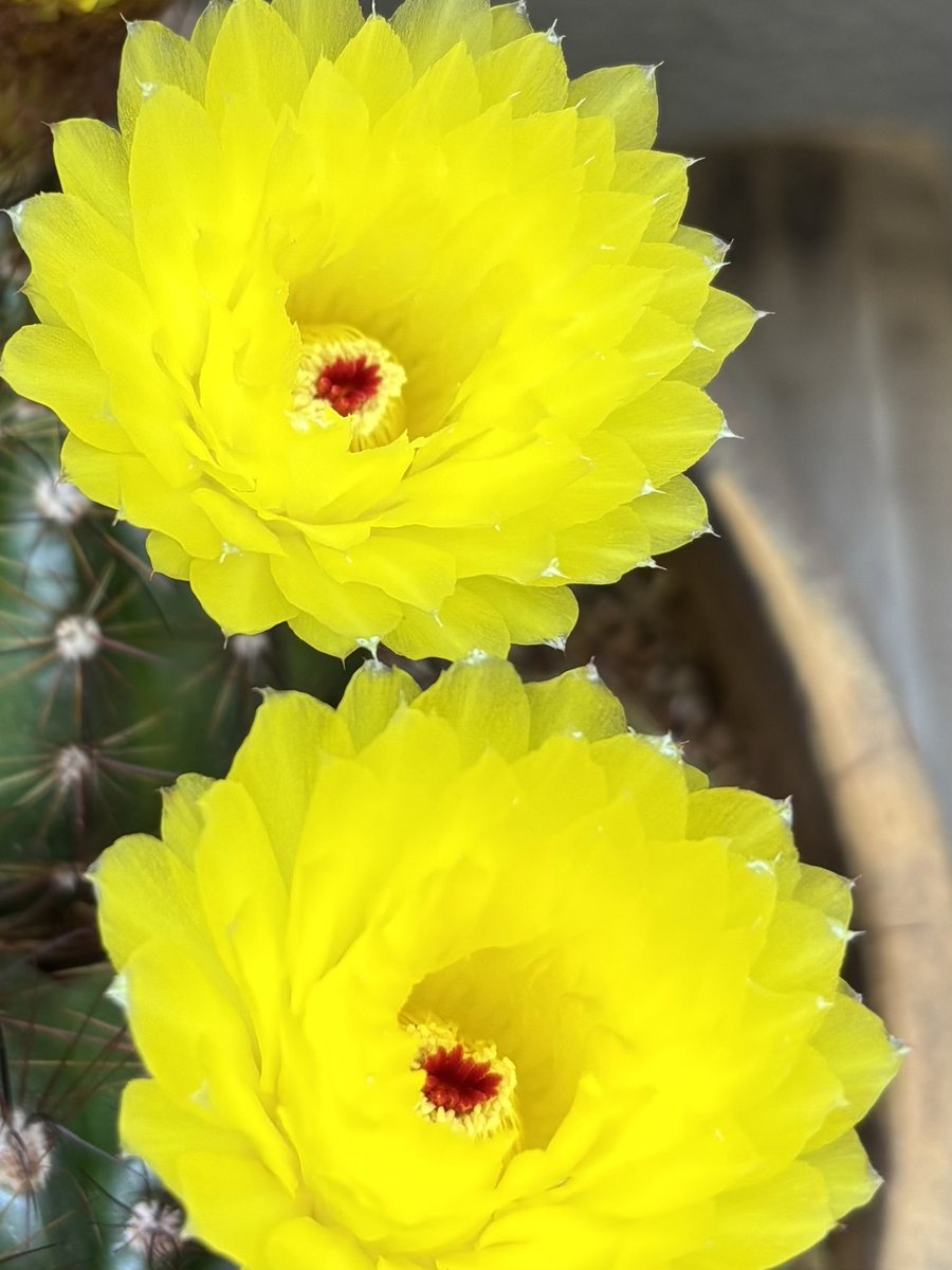 shikyo3's tweet photo. #JO1 
#jo1_ひらく 
#ふじコーヒー
#JO1に届ける優しさの花束 https://t.co/3nyCWL4IfD