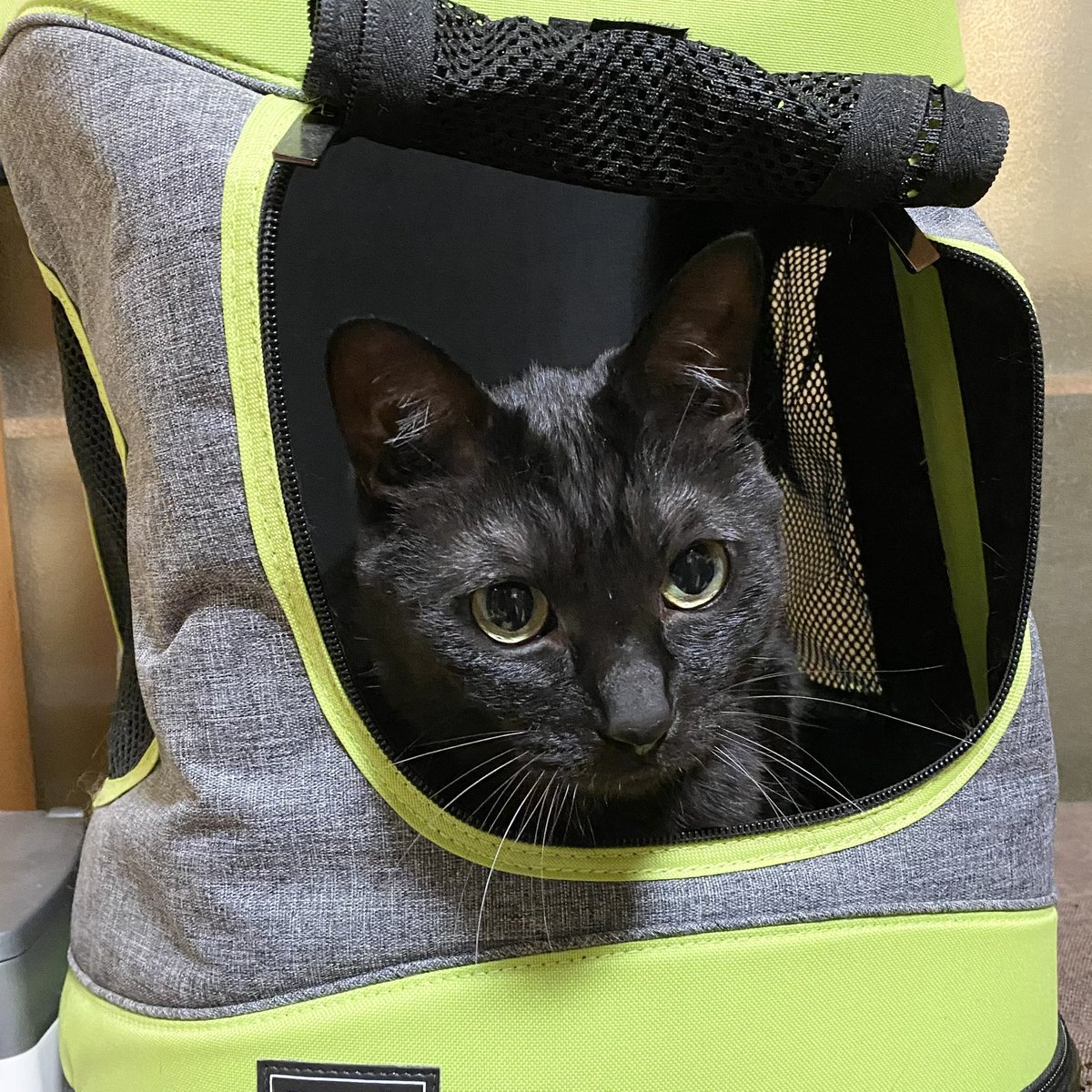 おはようございます(='ᆺ'=)

最近は
　ここがホントに
　　お気に入り
　　
ひびき🐈‍⬛

nyalista.base.shop

#猫 #猫のいる暮らし #猫好きさんと繋がりたい #猫耳 #ネコミミコーヒーフィルター #ニャリスタ #コーヒー #カフェ