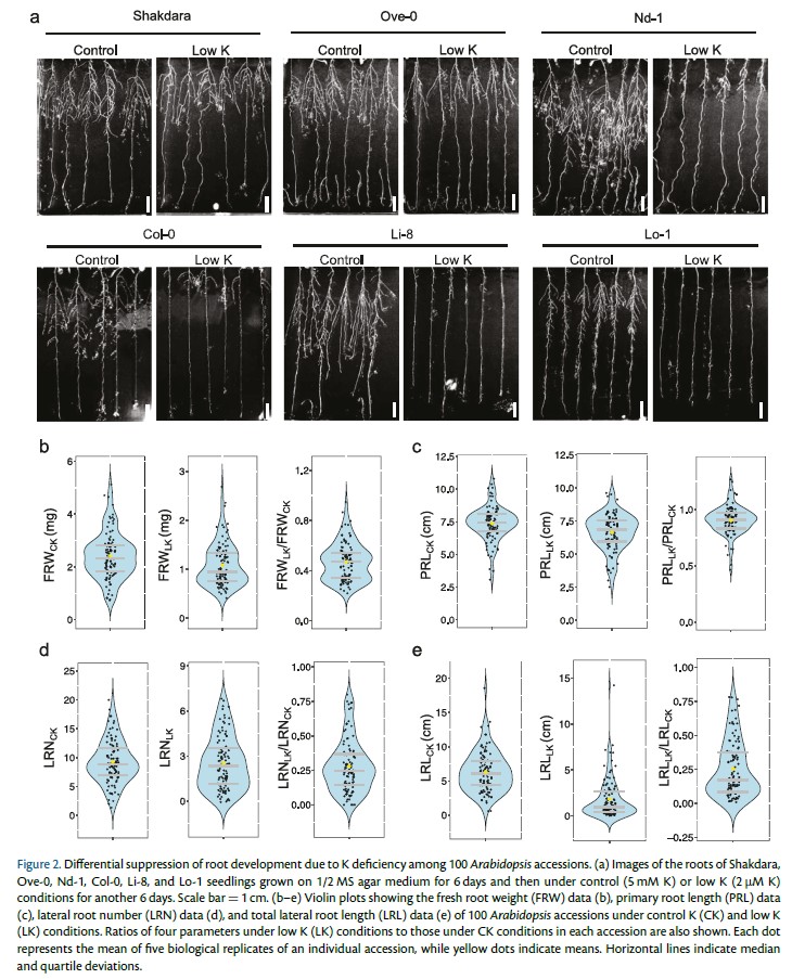 PCP_EIC's tweet photo. 📘From recent PCP issue (66-6): Regular Paper💐
'#NaturalVariation in potassium deficiency responses among #Arabidopsis thaliana accessions'
Nana Sugimura et al.
https://t.co/ciknN7GJeE
#Kdeficiency #GWAS #Plantsci https://t.co/Vy3164D0Cy