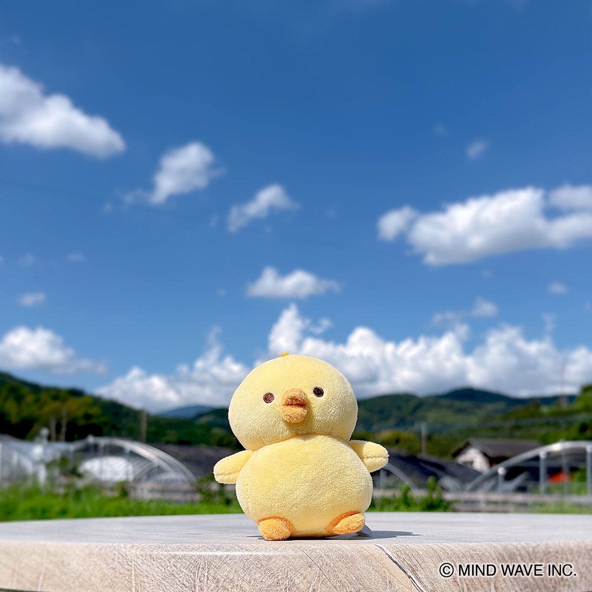 ぴよぬい🐥 (@piyonui_mw) on Twitter photo お天気!!
#ぴよこ豆 #ぴよぬい お天気!!
#ぴよこ豆 #ぴよぬい