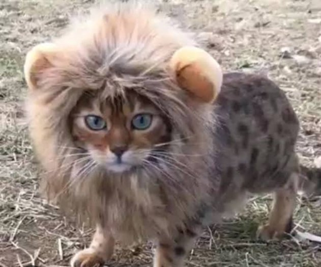 GROW ALL KALIREJO. tweet media