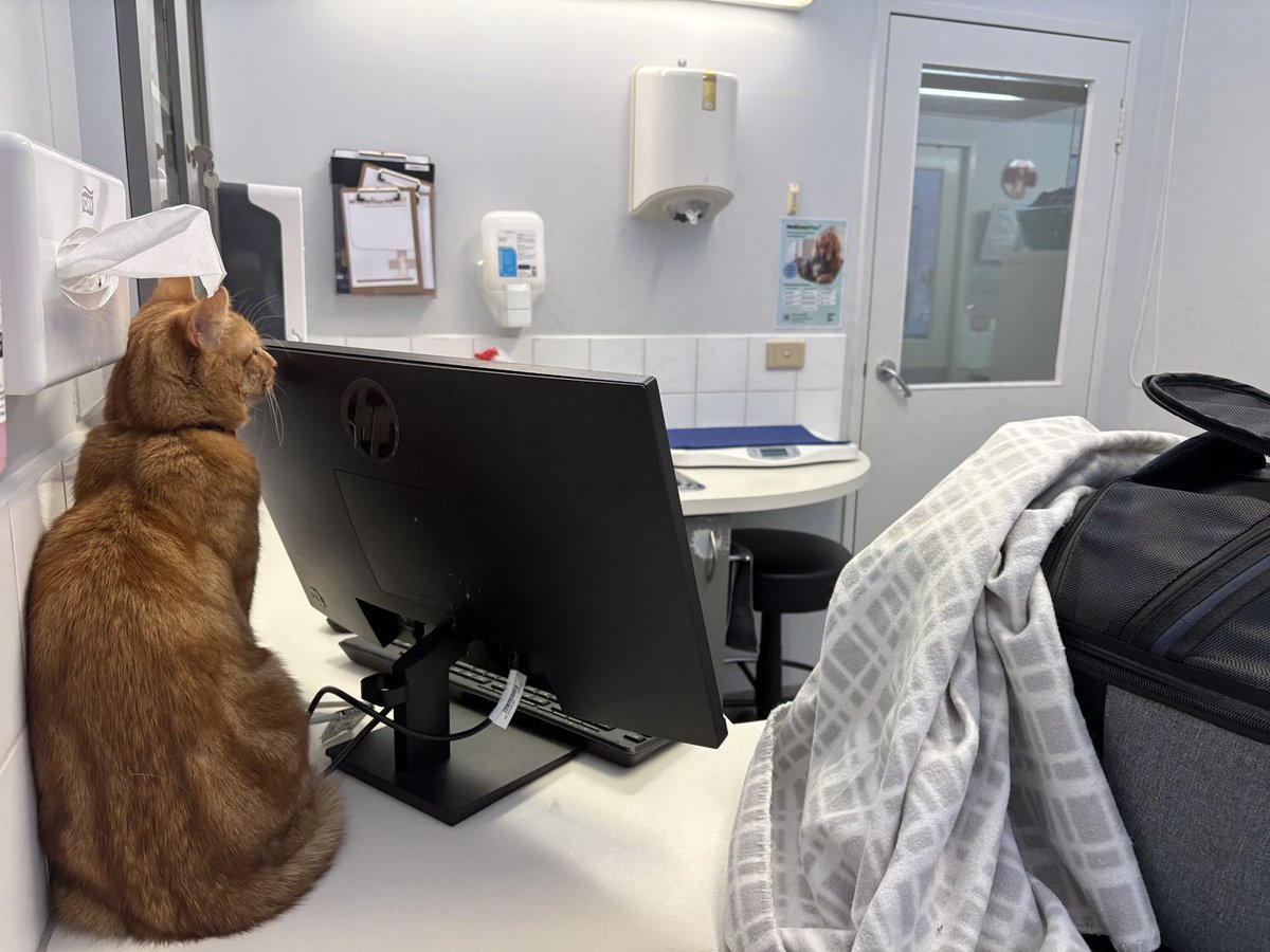 I can’t tell you how difficult this boy of mine was at the vet this morning for his annual checkup. The trauma! 🐈😾🩺