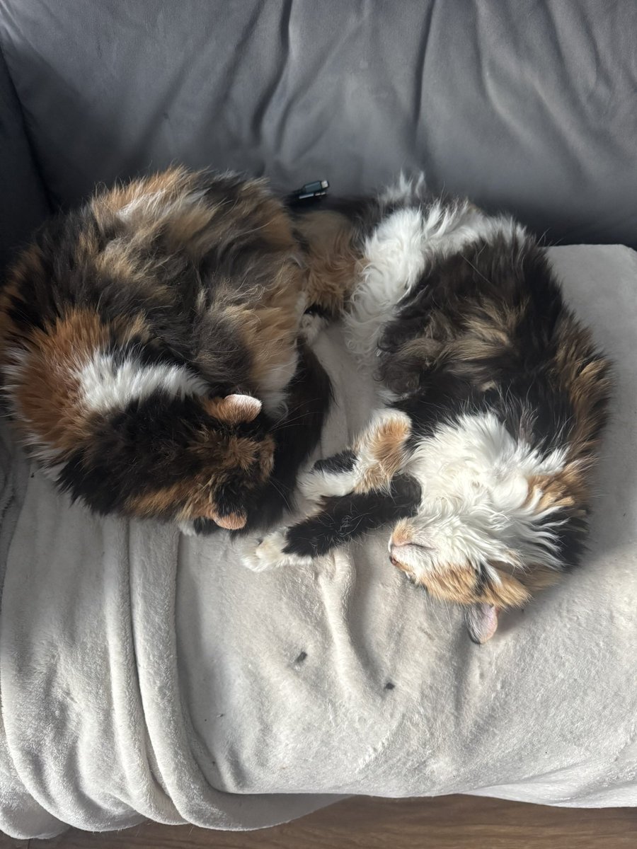 Good morning everyone 👋 Well Kali has been discharged from the vet after a very intense week of treatment and visits, still on antibiotics but otherwise ok. Thank you all so, so much for the love and good wishes for her it definitely helped! 

Love, hugs and purrs 🤍🖤🧡