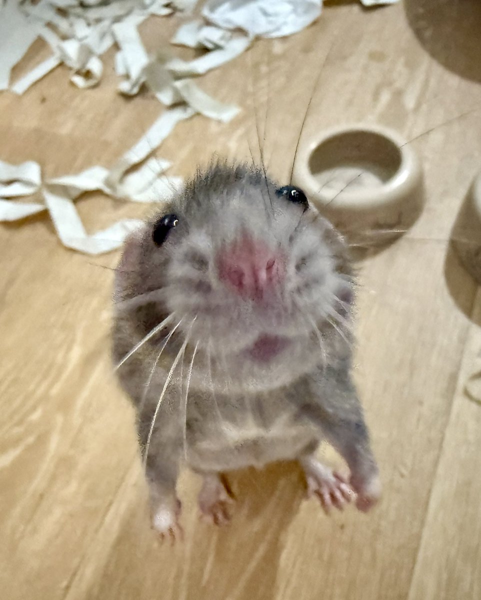 쥐배자 tweet media