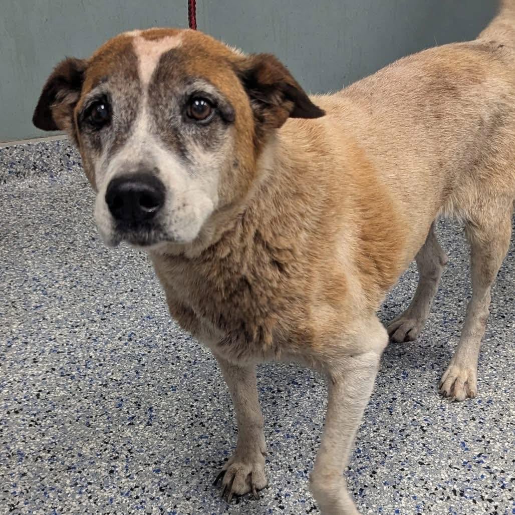 Please save PAYNE 
He is a laid back,easy going boy,that will wiggle right into your heart if u save his precious life 
PLZ #ADOPT #FOSTER OR #PLEDGE FOR RESCUE #Greenville ##SouthCarolina 
Please look into those pleading eyes and do anything u can to save his wee life!