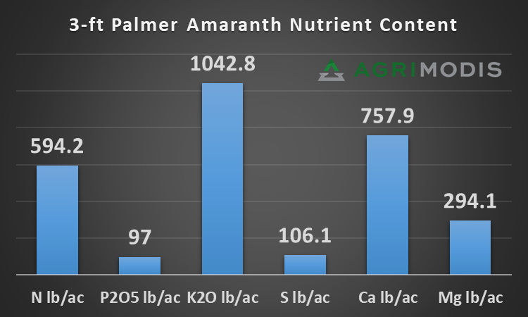 What if you had an acre of Palmer Amaranth at 120k plants per acre?  You'd have this.  Nutrient uptake in excess of 500 bu/ac corn at maximum nutrient content.  Pigweed is a VERY effective nutrient scavenger, uptaking 2x the potassium of corn as compared to nitrogen.  

If a