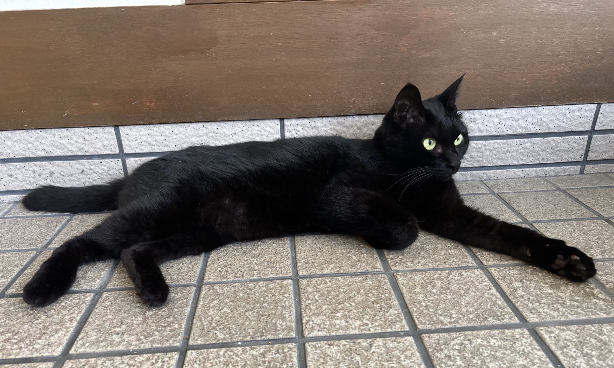 黒猫ベル🖤 on X: 