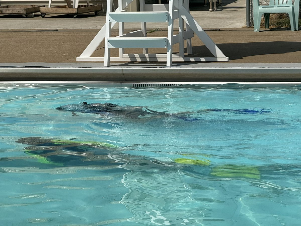 Waterdogs SCUBA tweet media