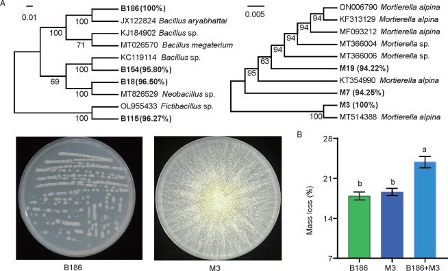JIA_JIntegrAgri's tweet image. #Wheat cover #crop accelerates the decomposition of #cucumber #root litter by altering the #soil #microbial community
🖇️doi.org/10.1016/j.jia.…
#agroecology