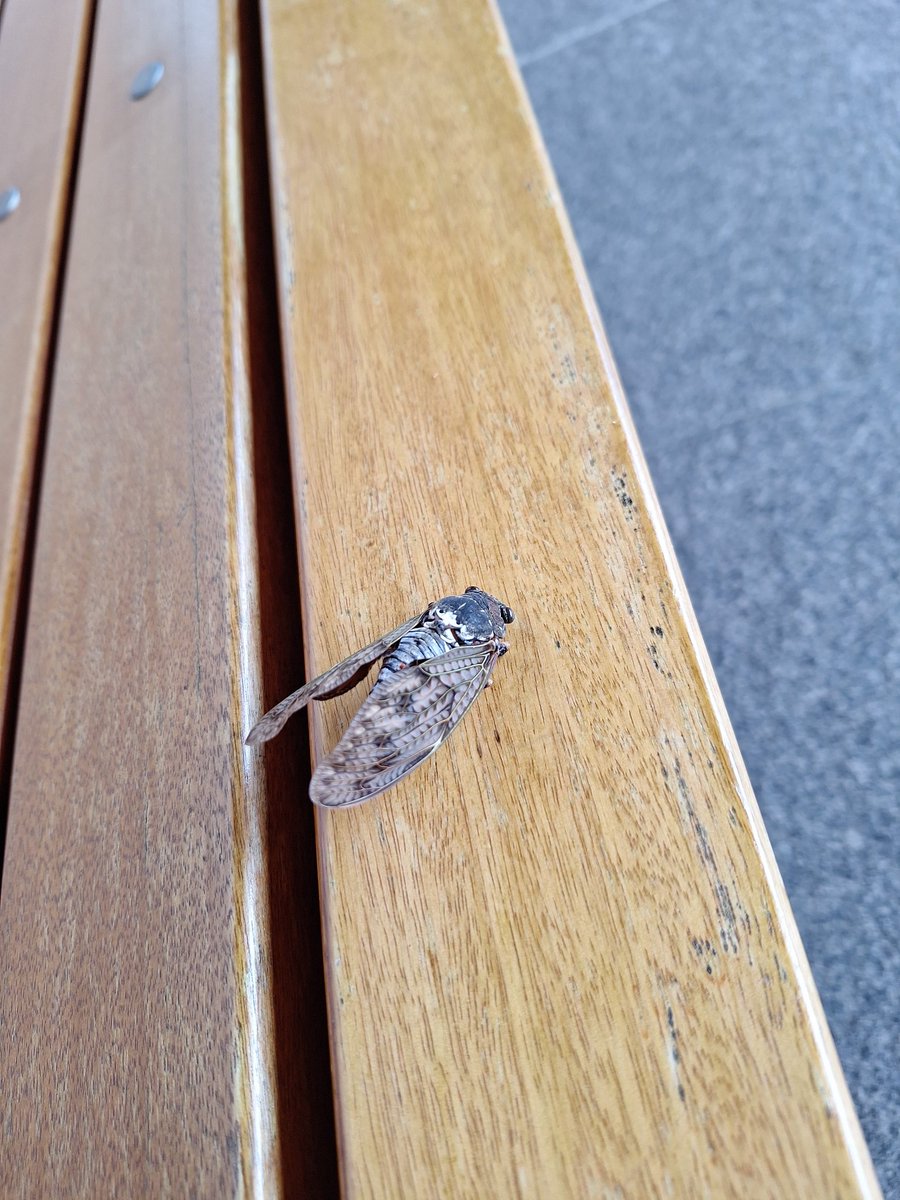 Found this guy dead while walking.
Just let me know if you want him, <a href="/fuwamoco_en/">FUWAMOCO🐾holoEN</a>