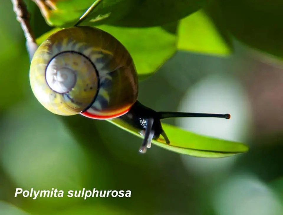 Ciencia cubana propone inclusion de la Polymita sulphurosa y la Polymita brocheri en la Lista Roja Cubana (2016) para insertarlas en la Lista Roja de la  Unión Internacional para la Conservación de la Naturaleza, bajo la categoría de En Peligro Crítico, bajo los criterios B1 y A1