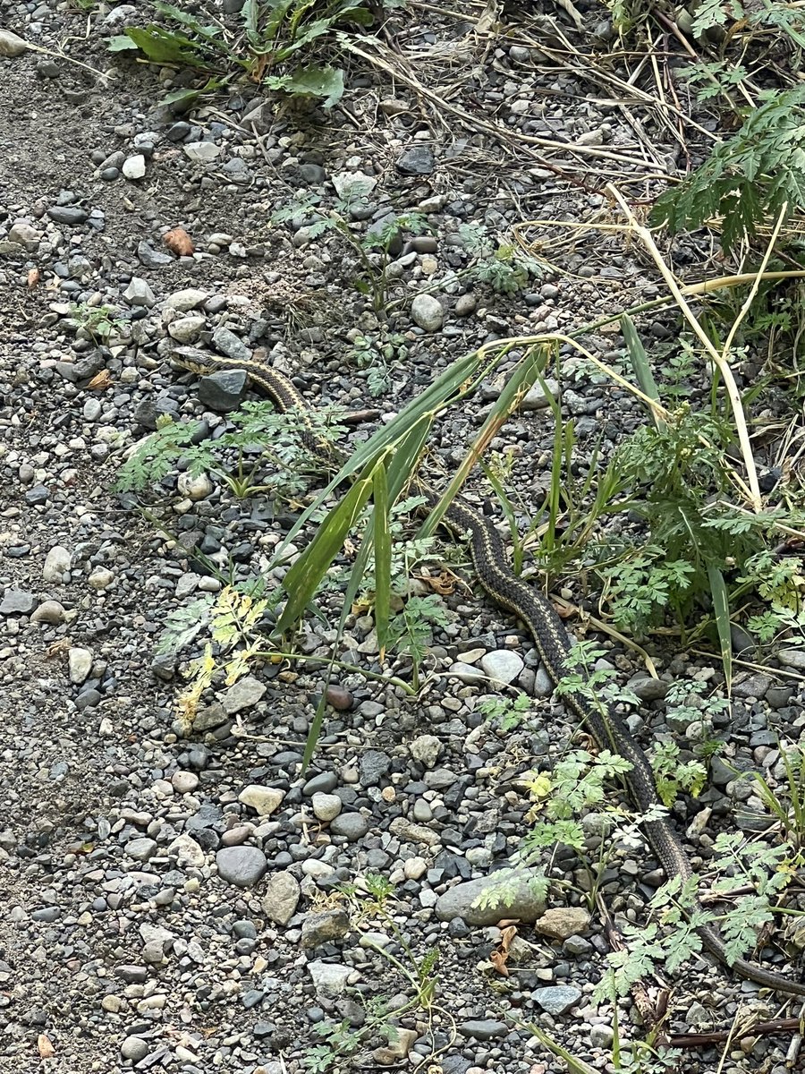 Andrew Guttenberg tweet media