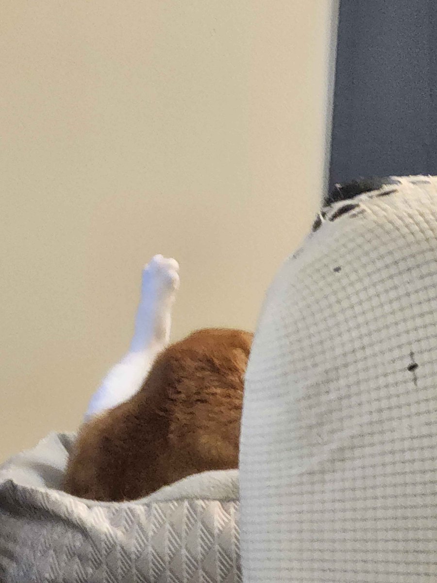 Need a hand. I had to miss a little work due to some severe vertigo. I'm medicated now and the symptoms are more manageable, but my check took a hit. If anyone can send me anything so I can make rent and buy Cheese some more dry food and tubes, I would be greatly appreciated. 1/2