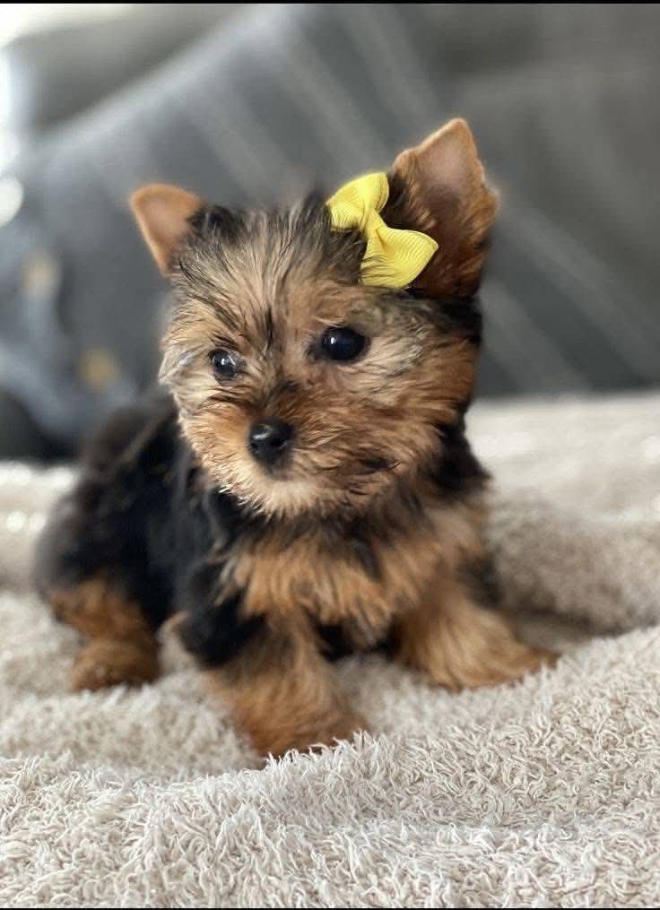 CarolyneDimmy's tweet photo. 🚨 Meet  Max —tiny bundles of love looking for their forever home 🐾💛
They’re playful, gentle, and will steal your heart faster than your socks!
📍 Based in [Miami/USA] ready for adoption.🐶 Apply here 👉 [https://t.co/LyD2aI59ah]
#YorkieAdoption #DogsOfX #AdoptDontShop https://t.co/5SZwqZ1eVo