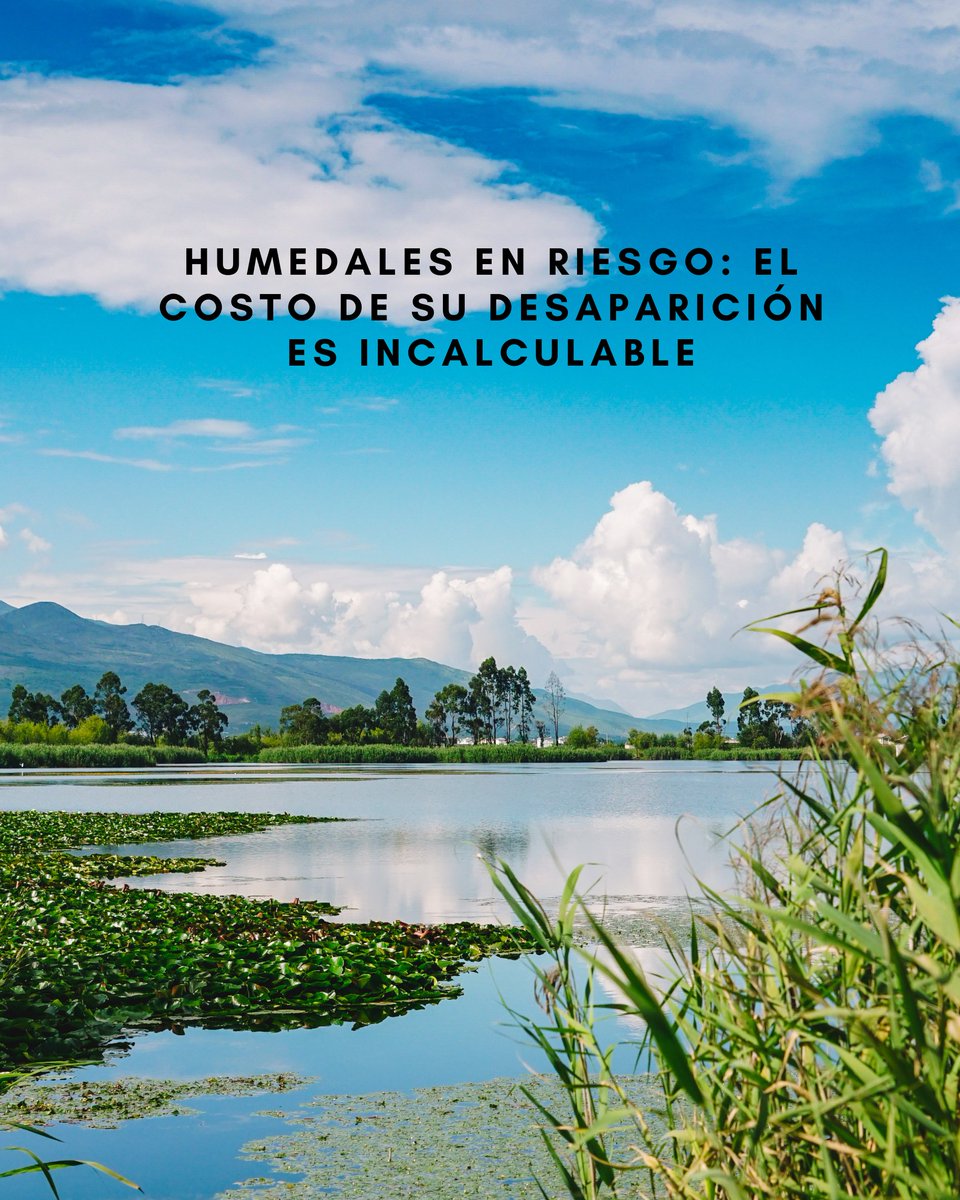 🌿 Los humedales se están perdiendo rápido: 22 % desde 1970. Hasta un 20 % podría desaparecer para 2050.
💧 Cubren solo 6 % de la tierra, pero generan 7.5 % del PIB global con purificación de agua, almacenamiento de carbono y protección frente a inundaciones.