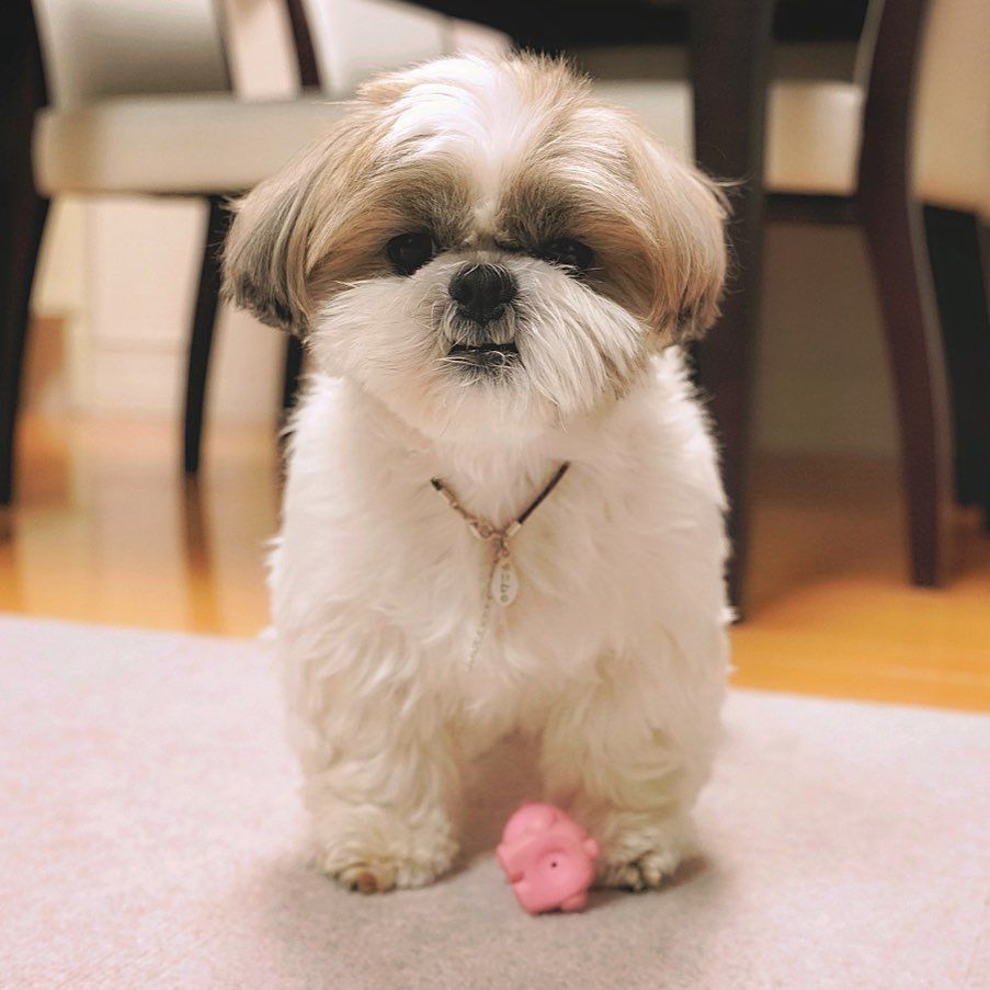 CarolyneDimmy's tweet photo. 🚨 Meet "Roma" 1 tiny bundles of love looking for their forever home 🐾💛
They’re playful, gentle, and will steal your heart faster than your socks!
📍 Based in [Miami/USA] ready for adoption.🐶 Apply here 👉 [https://t.co/LyD2aI4BkJ]
#YorkieAdoption #DogsOfX #AdoptDontShop https://t.co/t0XeDglg9G