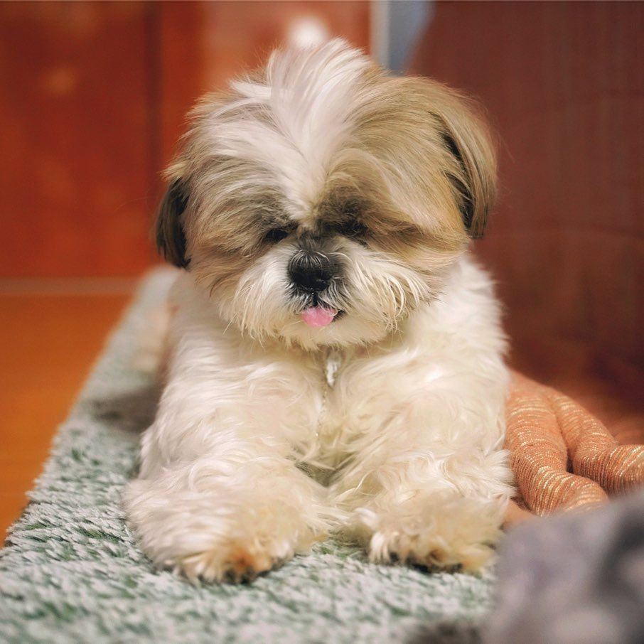 CarolyneDimmy's tweet photo. 🚨 Meet "Roma" 1 tiny bundles of love looking for their forever home 🐾💛
They’re playful, gentle, and will steal your heart faster than your socks!
📍 Based in [Miami/USA] ready for adoption.🐶 Apply here 👉 [https://t.co/LyD2aI4BkJ]
#YorkieAdoption #DogsOfX #AdoptDontShop https://t.co/t0XeDglg9G