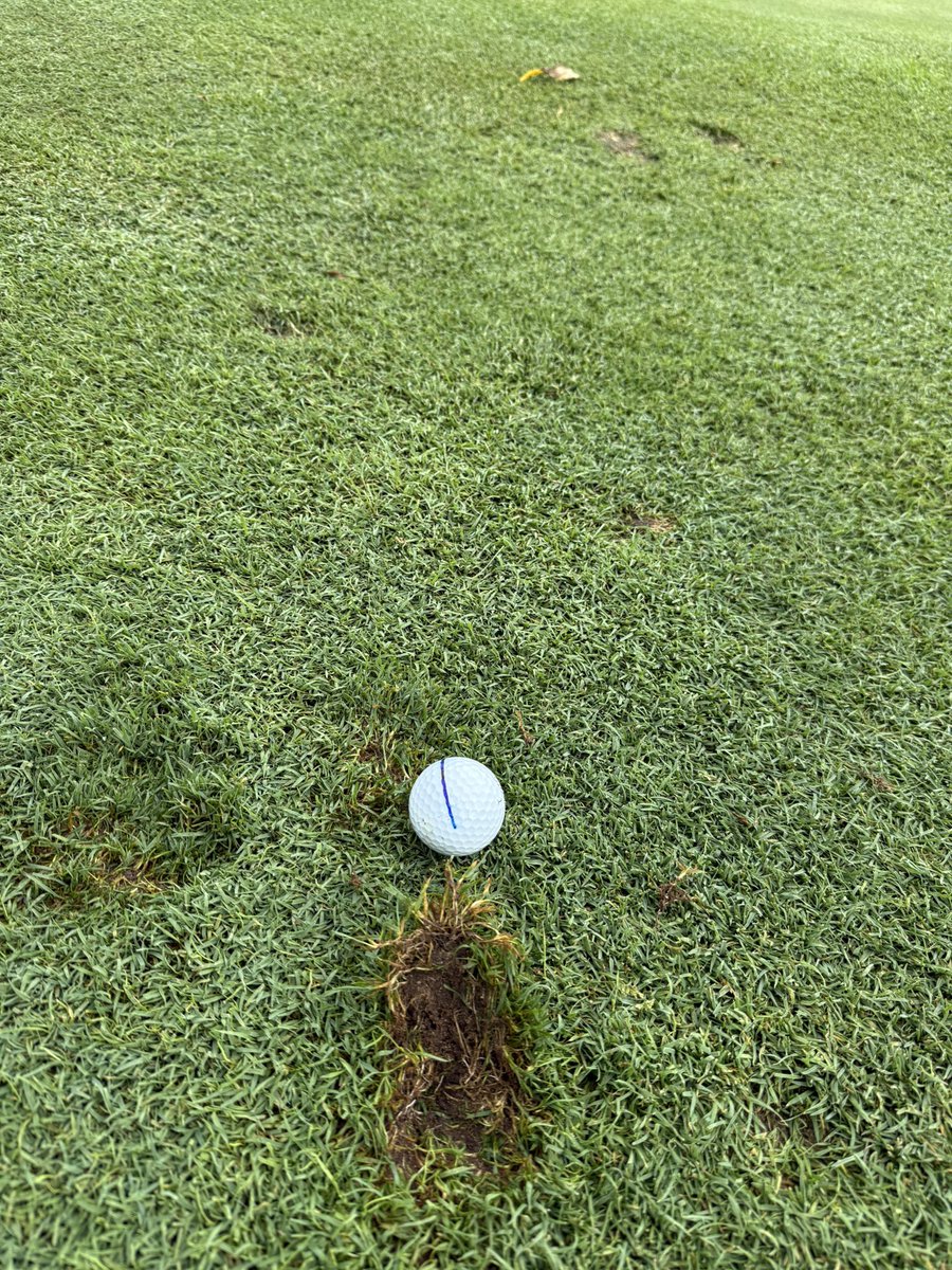 Bendelow Greens tweet media