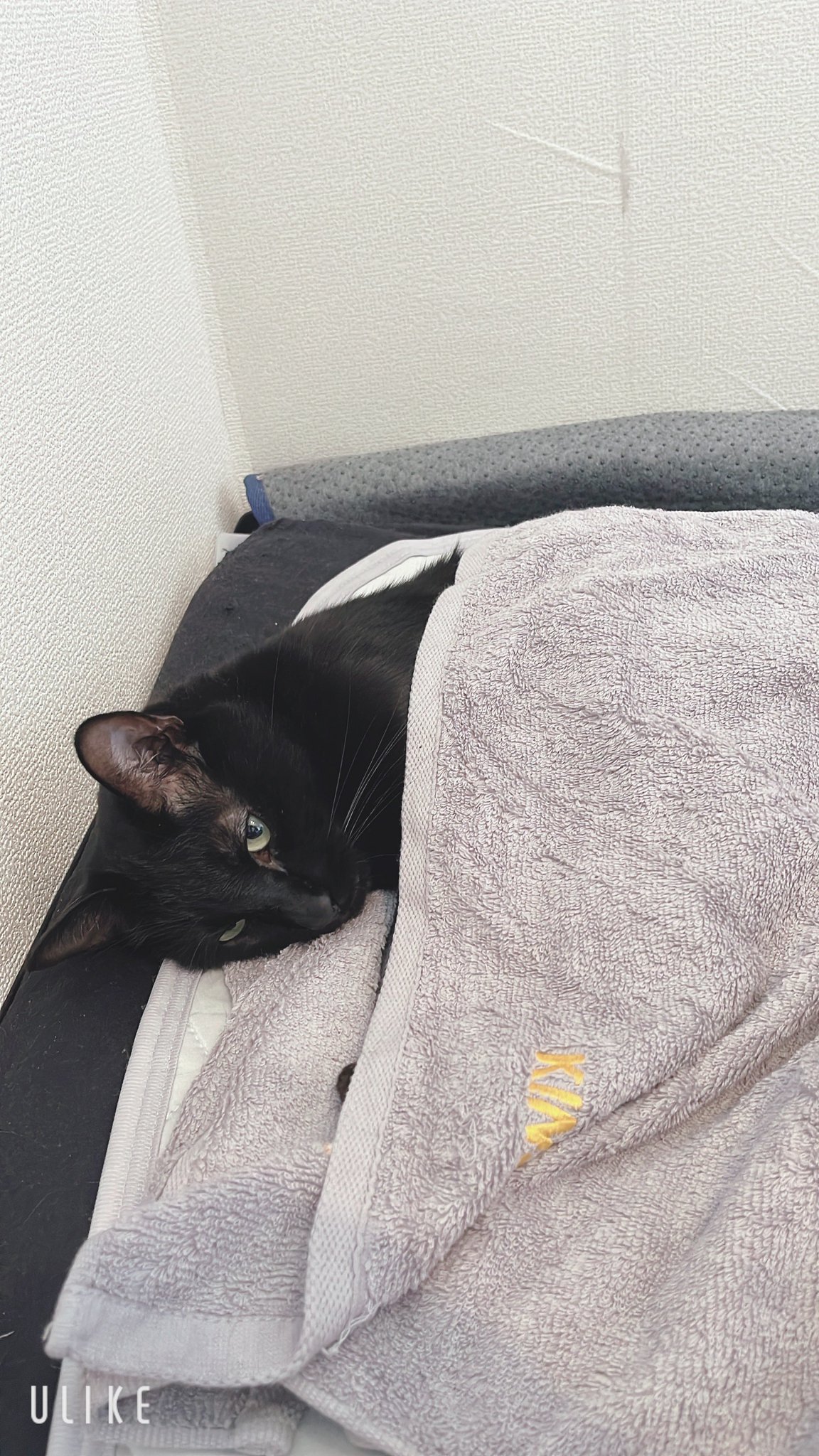 黒猫トニー on X: 