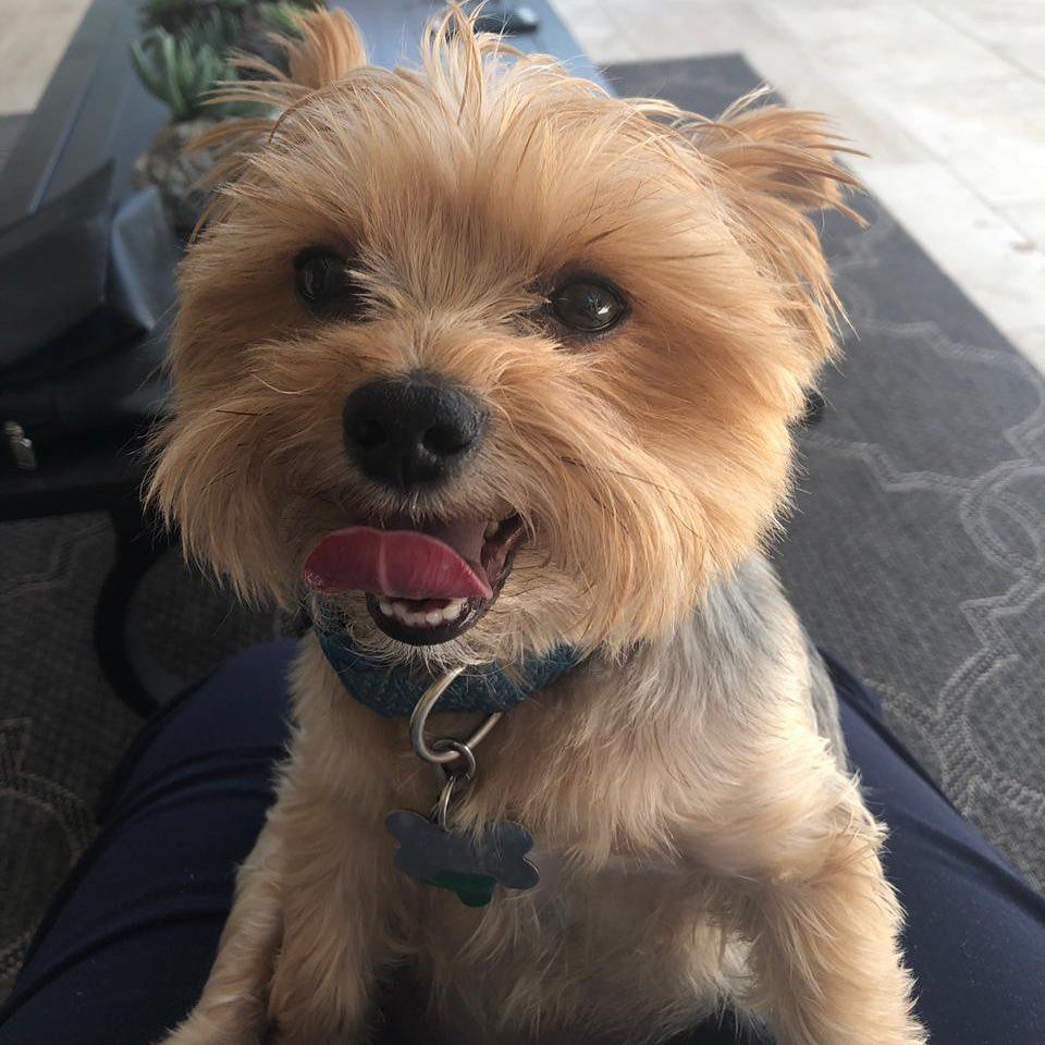 CarolyneDimmy's tweet photo. 🚨 Meet BoBy — 1 tiny bundles of love looking for their forever home 🐾💛
They’re playful, gentle, and will steal your heart faster than your socks!
📍 Based in [Miami/USA] ready for adoption.🐶 Apply here 👉 [https://t.co/LyD2aI4BkJ]
#YorkieAdoption #DogsOfX #AdoptDontShop https://t.co/keeBKNQ7qQ