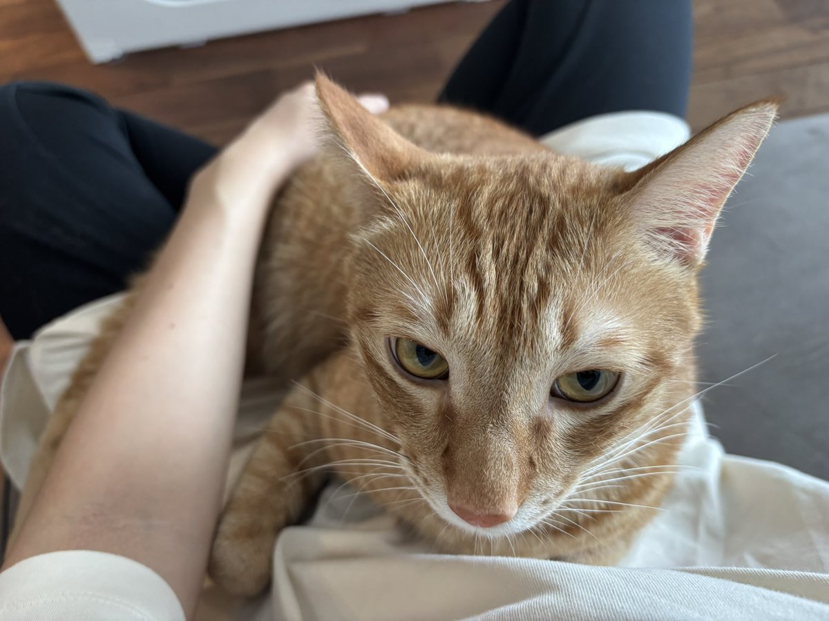 僕ママのお膝好き！
#猫のいる暮らし
#猫のいる幸せ
#ねこ