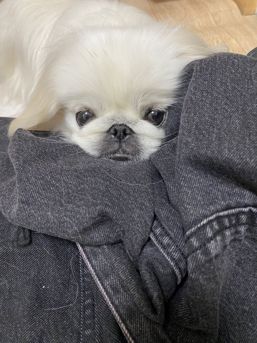 seep_sub's tweet photo. 服を置いてたらすぐ枕にします✨ https://t.co/OM5Q8Mm7SU