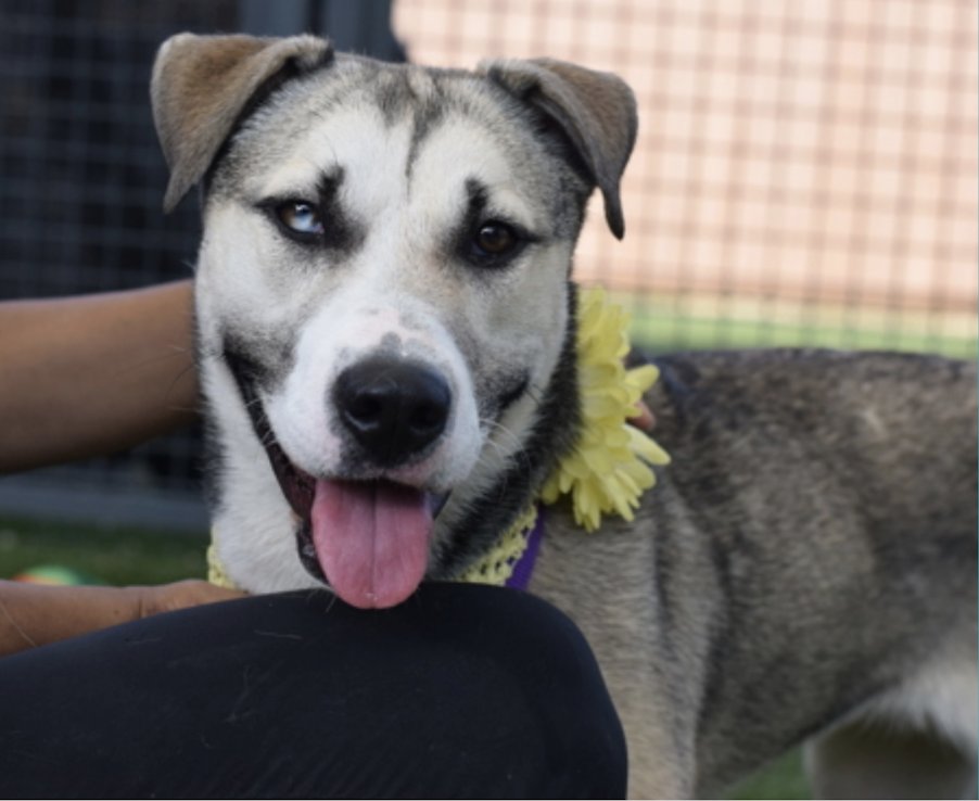 BeeDoDoobieDo's tweet image. Pretty Delgado ~ she's now in Queens ACC
Just 1yr old+ready to add some🌶️spice to your life. 
She needs a♥️loving home w/a strong guiding hand🫴🏼 #AdoptAPuppy #SaveALife #Foster her to get her out of shelter AND Adopted. She needs👌🏼YOU.
#Pledge4Rescue nycacc.app/browse/229176