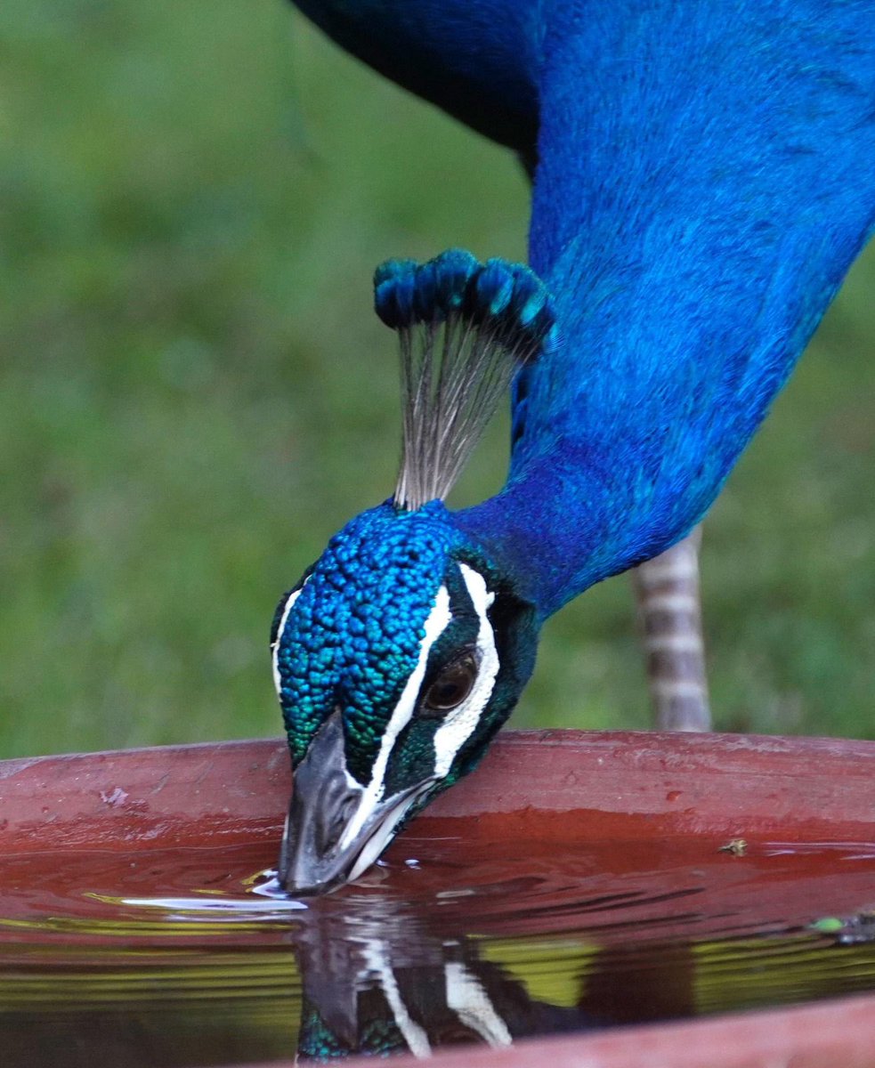 SantoshKumarBRS's tweet photo. Happy World Photography Day! Capturing the wings in motion and nature’s whispers.  Every shot is a story; here are a few from my journeys.🦜🐦 🌌 📷

#WorldPhotographyDay #BirdWatchingJoy #NaturePhotography https://t.co/XnpTvBpbqD