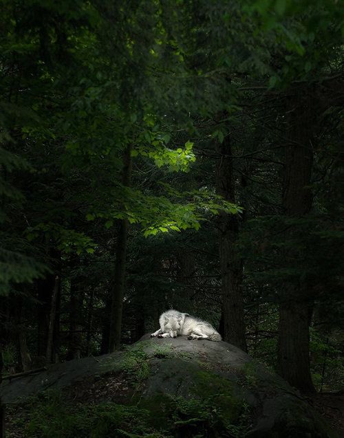 lynncoded's tweet photo. safe place.
#MySanctuary
#Gottlich https://t.co/GYCtZI8c8k