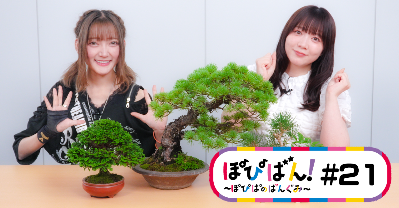 植木 盆栽 美と調和 清香園銘品陳列集 植木 盆栽 美と調和