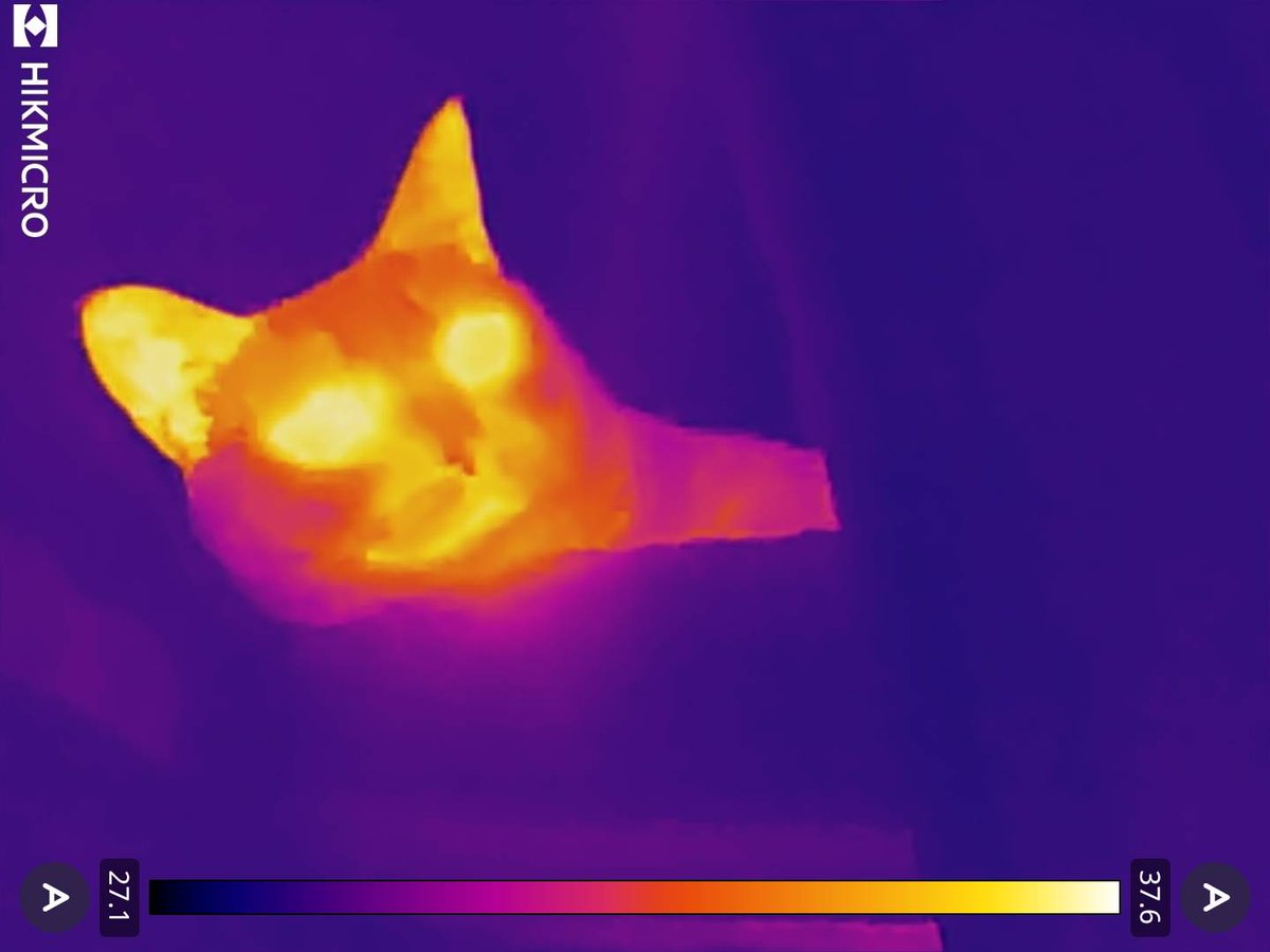 目と耳から体温が漏れてることが分かりました。
（これでしばらくゲラゲラ笑ってました）

#里親募集中 #保護猫 #猫 #三毛猫 #猫好きさんと繋がりたい #猫のいる暮らし #猫のいる生活 #預かりボランティア #Cat #catlife