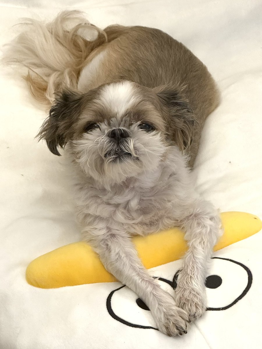 발사탕 걸리고 불쌍한 표정짓기..