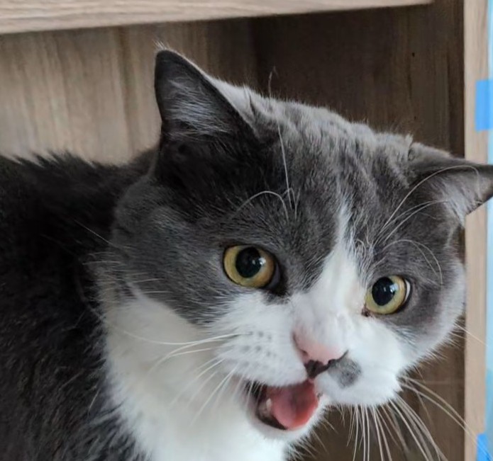 Heralen 🍜 (@heralen) on Twitter photo 