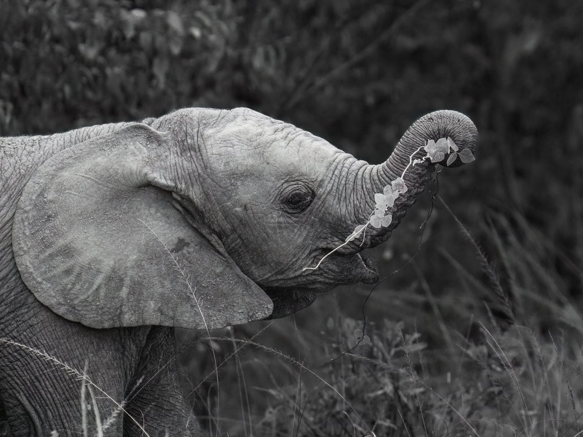 Naughty &amp; Nice: The Curious Trunk!
This playful frame captures a baby elephant mid-mischief - trunk curled, holding vines, eyes twinkling with wonder. There’s a sense of exploration here - the calf isn’t just eating; it’s discovering.
#SaveElephants