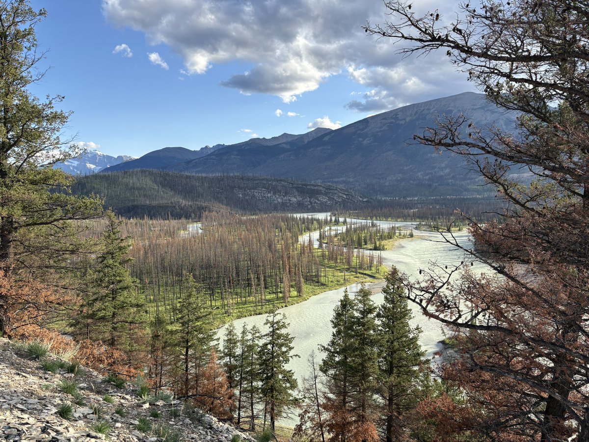 HatLawnBowler's tweet photo. Monday evening hike up Old Fort Trail. #athabascariver #summerinalberta #sharethetrailjasper https://t.co/d6dJZZA9yB