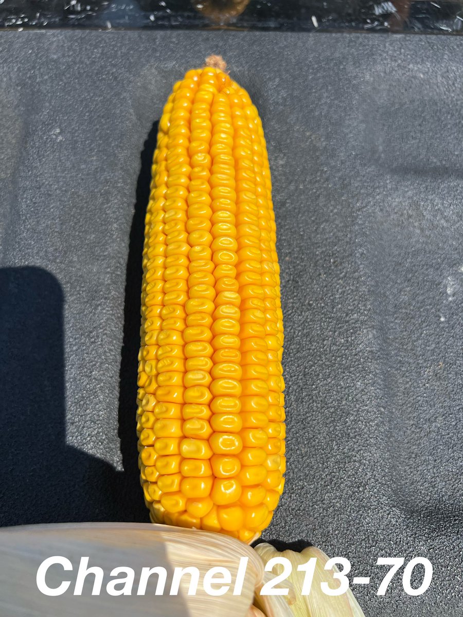 AllianceAgSolu1's tweet photo. BIG as in HUGE would be the best way to describe @ChannelSeed 213-70TRE!
Big factory with BIG YIELD!!
Lots of positive feedback and pics from customers. Just another standout in the lineup.
Looking strong to the finish with #DelaroComplete
@Bayer4CropsUS @Channel_MO https://t.co/154za9lims
