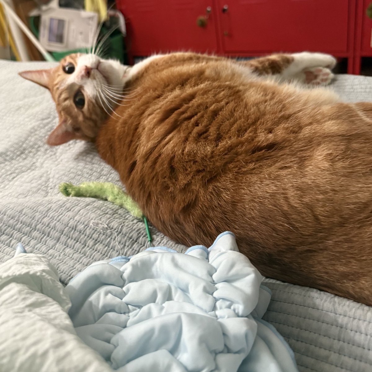 🐈 : 아니 남의 엉덩이 왜 자꾸 만지냑오