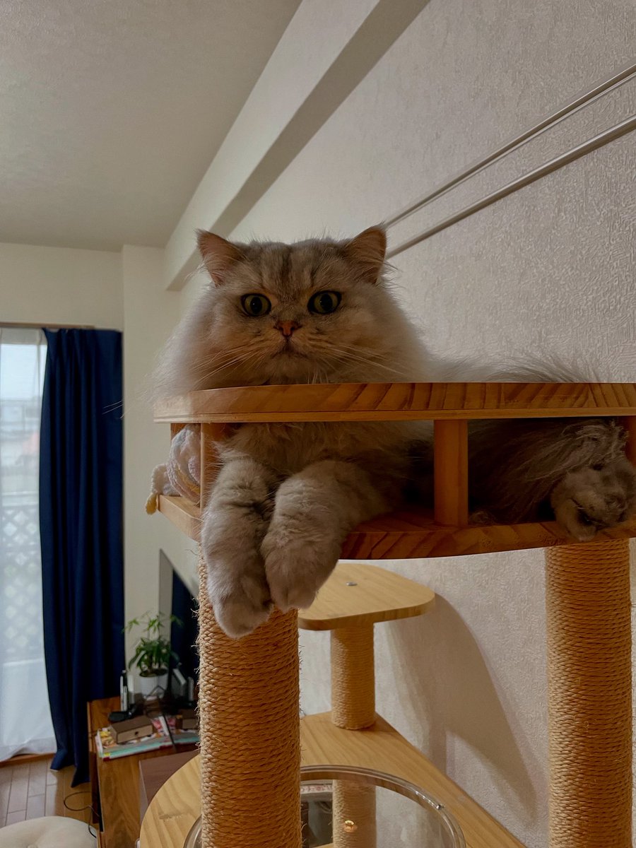 レオ♂ミヌエット (@leo_cat_minuet) on Twitter photo 