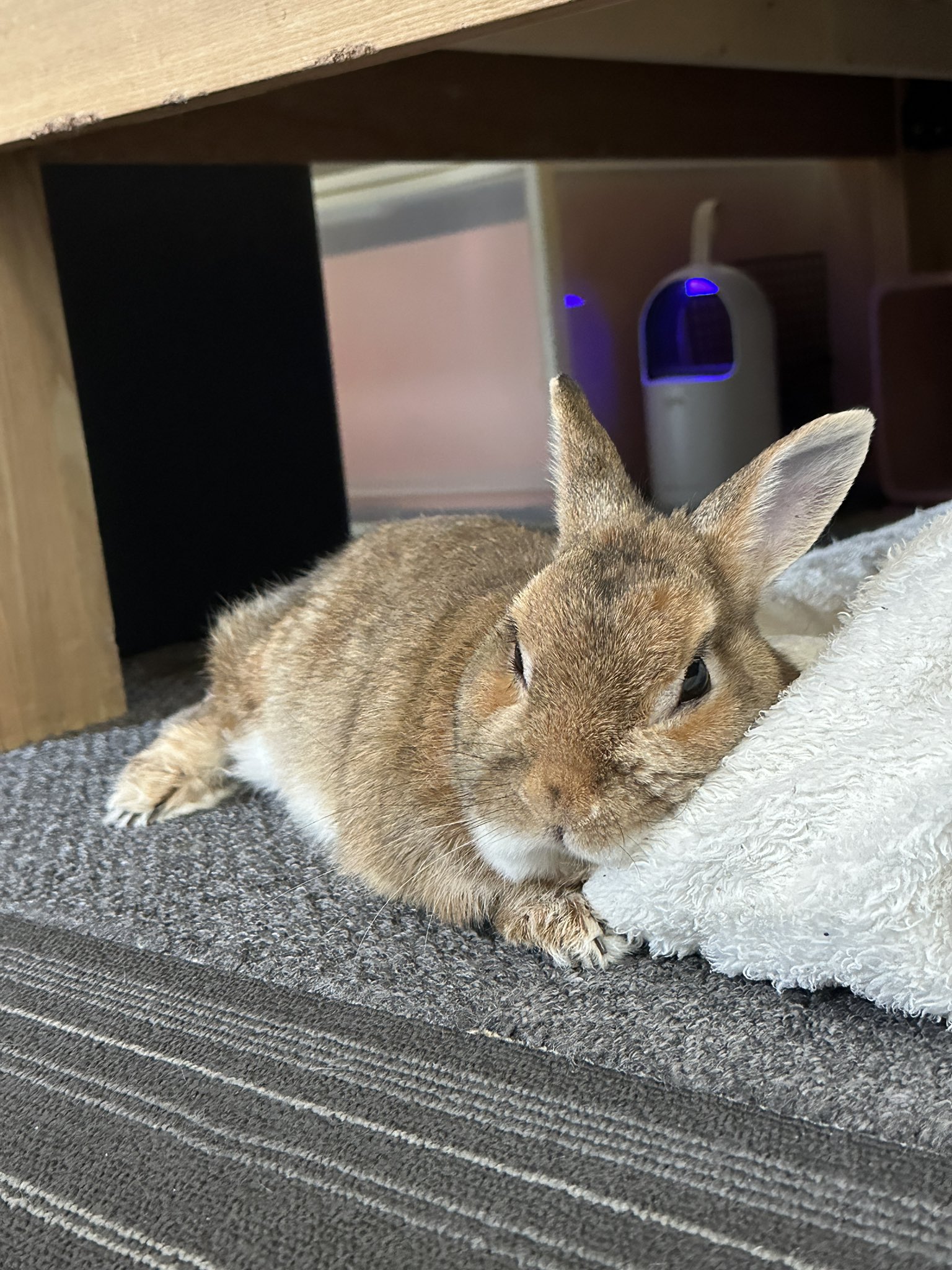 くろいうさぎたち🐰 on X: 