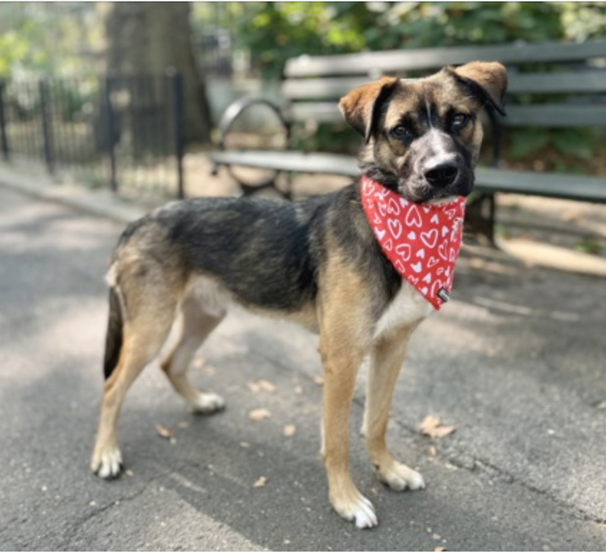 BeeDoDoobieDo's tweet image. ❌💢❌Another puppy in danger @ NYCACC💢❌💢
🚜Tractor is only 8mo old, this friendly puppy needs a home that will support🫴🏼 &amp;amp; train him
  💟In return you'll receive unconditional love💟 
#AdoptAPuppy #SaveALife #Foster 
2get him out of shelter &amp;amp; ready 2be adopted!