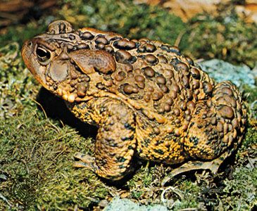 I wonder what Ribbit looked like when he abstracted? Btw here's a picture of a toad for no reason whatsoever