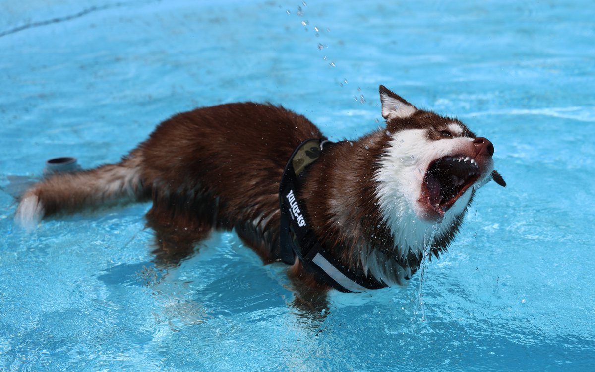 MICO_tity's tweet photo. 犬です　よろしくお願いします https://t.co/iFMphF0WOv