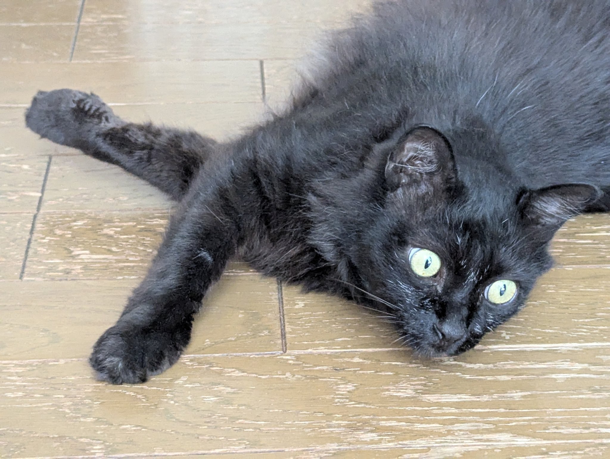 めぐめぐ•*¨*•.¸♬︎★のびねこ★こーば(*ΦωΦ) めぐめぐ•*¨*•.¸♬︎☆のびねこ☆こー