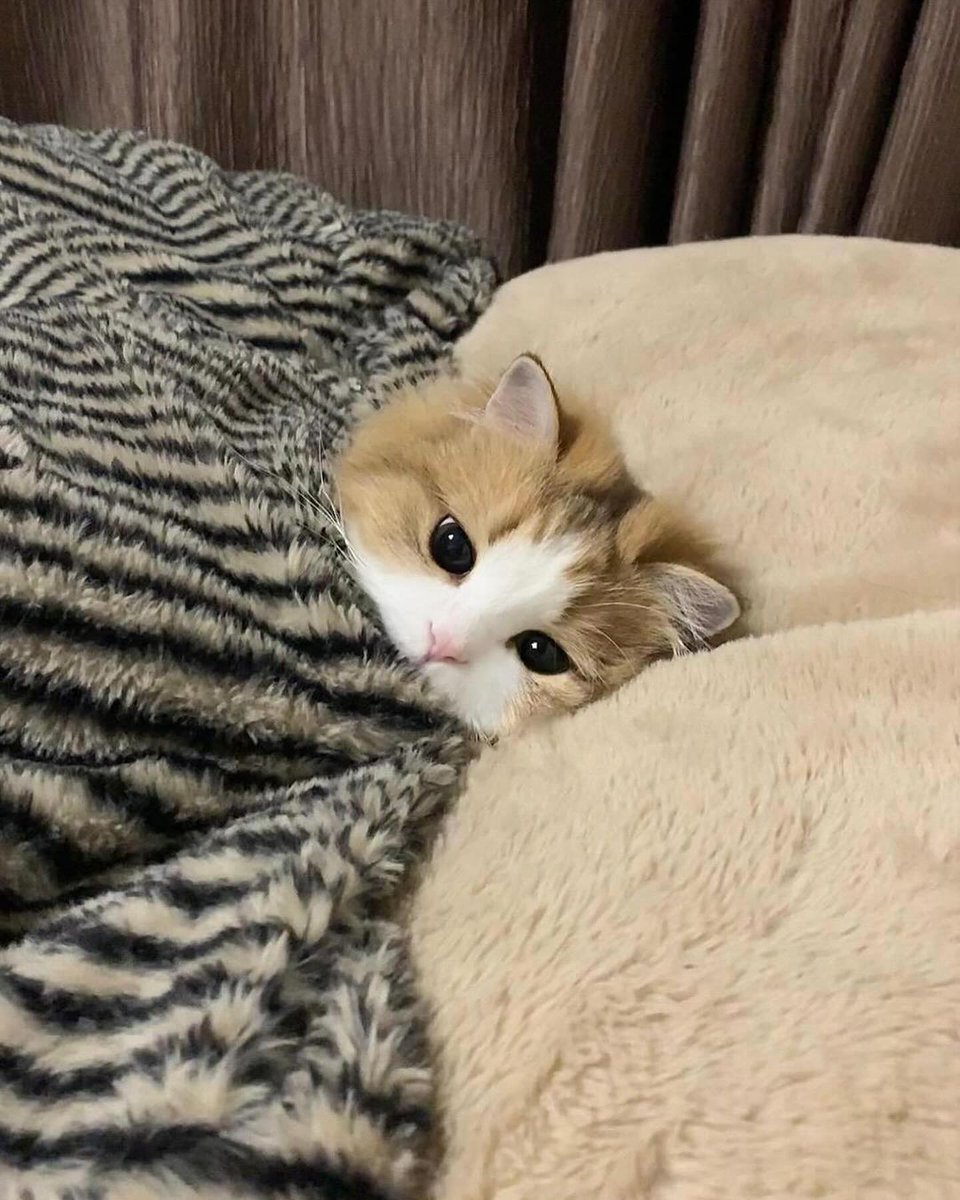 The Cats ๐ tweet media