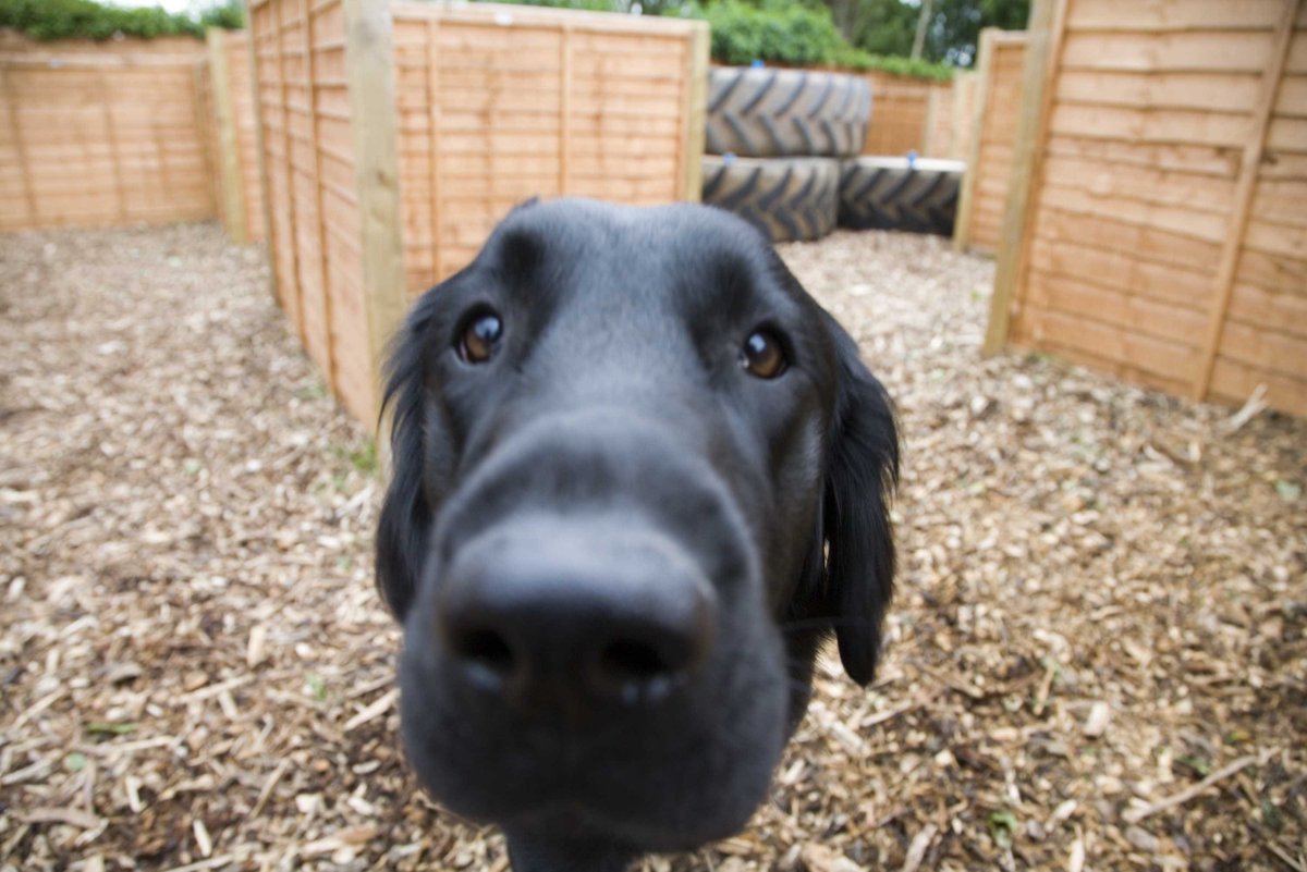Emma Brown (@ecuthb14) on Twitter photo Check out this article about how Dumfries and Galloway locals can support Guide Dogs bit.ly/4oZvWo7 #Dumfries #DumfriesAndGalloway #Lochmaben #Kirkcudbright #Lockerbie #Dalbeattie #CastleDouglas #DogsOfScotland #Dog <a href="/guidedogsscot/">Guide Dogs Scotland</a> Check out this article about how Dumfries and Galloway locals can support Guide Dogs bit.ly/4oZvWo7 #Dumfries #DumfriesAndGalloway #Lochmaben #Kirkcudbright #Lockerbie #Dalbeattie #CastleDouglas #DogsOfScotland #Dog <a href="/guidedogsscot/">Guide Dogs Scotland</a>