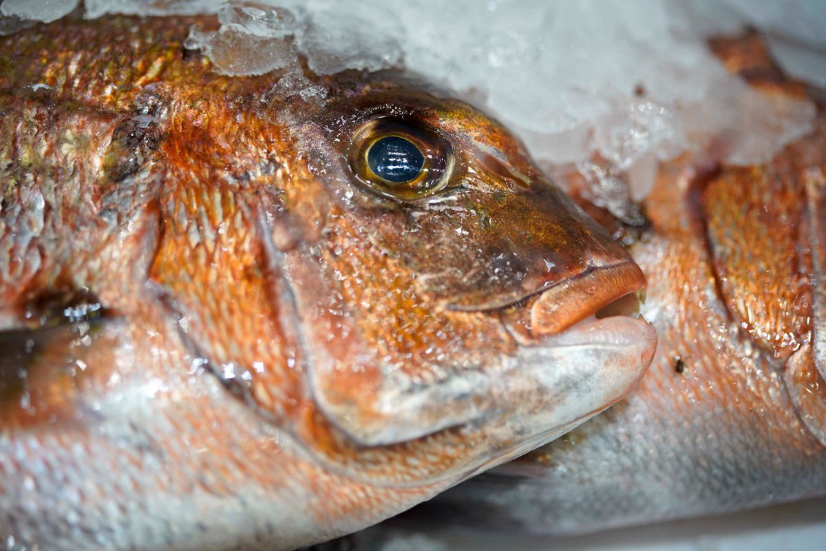 mercamadrid_hoy's tweet image. 🆙¿Sabías que el #pargo 🐟 se alimenta de nécoras, percebes y camarones?

💯Así consigue tener ese #sabor exquisito, una de sus grandes cualidades junto a su versatilidad entre fogones🔥

✅Rico en ácidos grasos #omega3 

👉🏻Disponible en tu #comercio local

#VistoEnMercamadrid