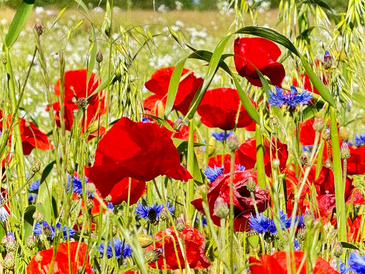 LisetteOpTexel's tweet image. Bloemenmeisjes in het bos op Texel, vol met wilde boshyacinten en meer wild spul om in te duiken!

#Texel #Netherlands #MyGirls #daughters @ThePhotoHour #flowerphotography #wildflower @wildflowerhrNL @dthta57 #wilde_bloemenzee @inja5248 #beau_gustus #wildebloemen @FloraNederland