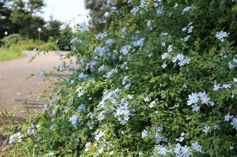 花博記念公園鶴見緑地【公式】 on X